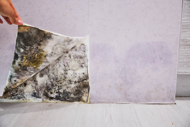 Best Black Mold Remediation in Cornwall On Hudson, NY